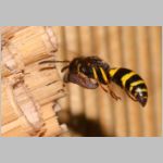 Ancistrocerus nigricornis - Lehmwespe 23f am IH beim Eintrag einer Schmetterlingslarve.jpg